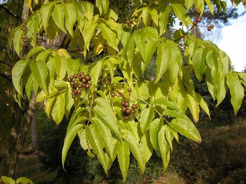 Amurkorktre (Phellodendron amurense)